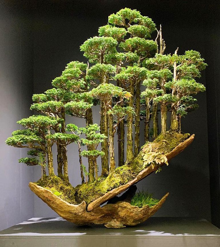 Most Expensive Bonsai Trees Ever Sold
