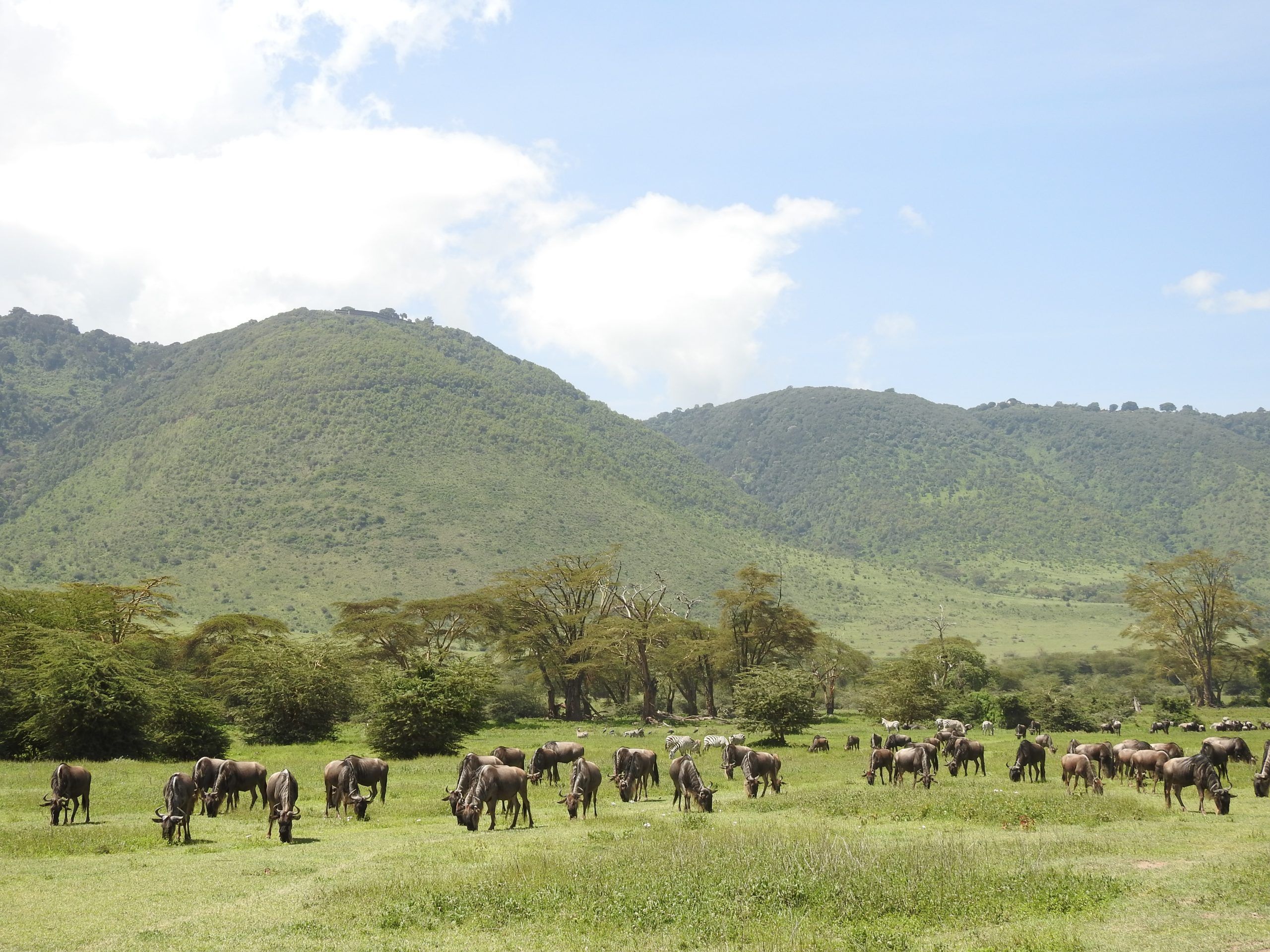 regal african safaris K3KS9lKa6ns unsplash
