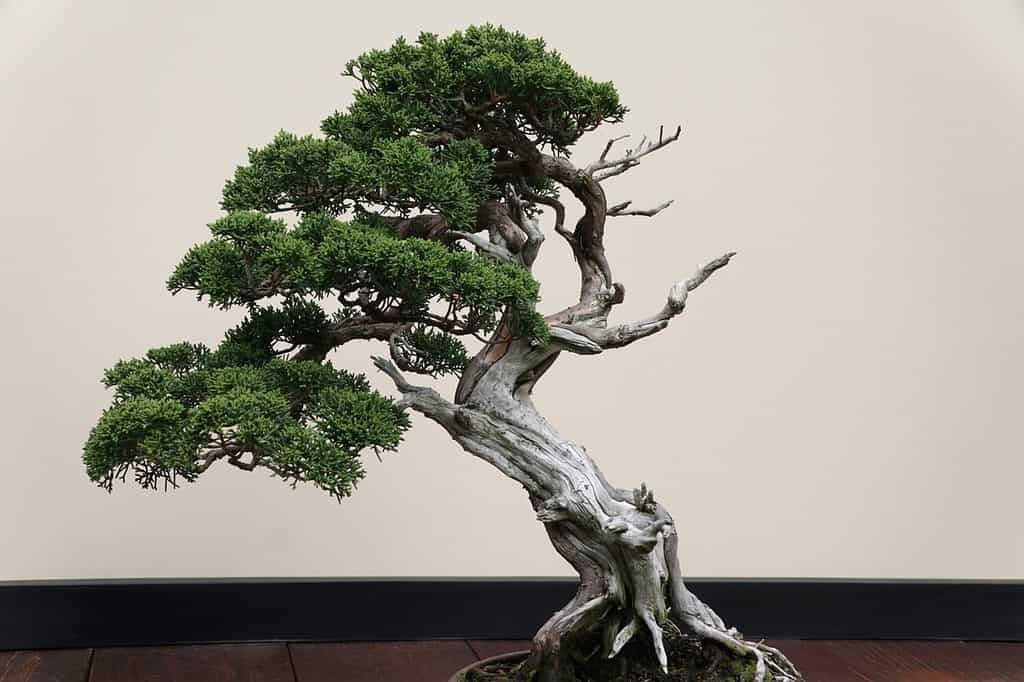 千年樹の樹皮鎧 Barkskin of the Millennium Tree JP】《Rainbow Foil》[大地] 千年樹の樹皮鎧/Barkskin of the