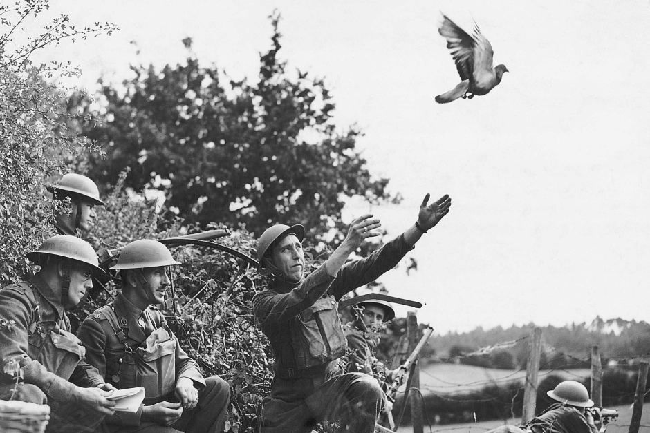 Pigeons
