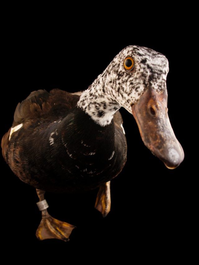 OHOTORO Heritage Duck Down ブラウン　S OHOTORO Heritage Duck Down brown ダウン