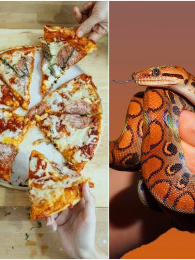 Snake Pizza: इस देश में लोगों को खिलाया जा रहा सांप के मीट से बना पिज्जा