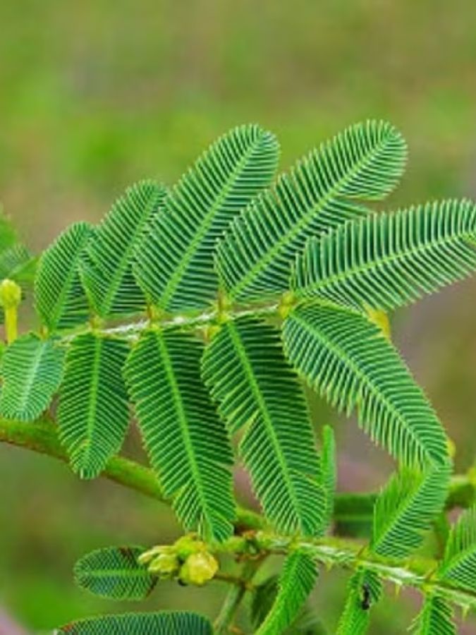 सूख रहा है घर में लगा शमी का पौधा? जानें कैसे करें देखभाल - Shami ka paudha trips and tricks to take care of shami plant gardening tips hplbsa