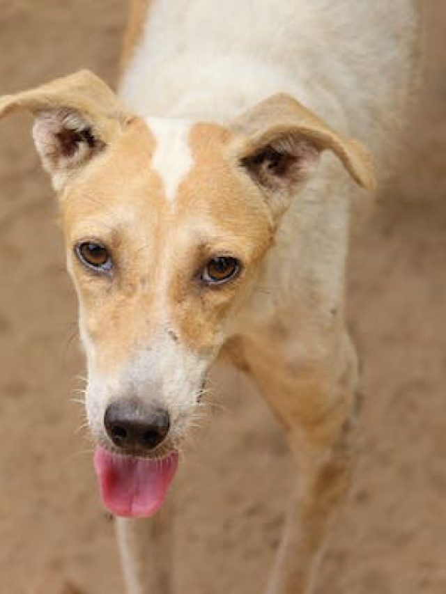 कुत्ते को बचाने के चक्कर में जिस लड़के की मौत, उसी के घर पहुंचा कुत्ता