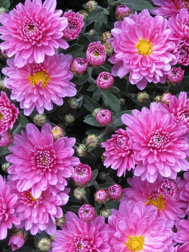 বারান্দার টবেই হবে প্রচুর চন্দ্রমল্লিকা, গাছ ঝাঁকড়া ও সুন্দর কীভাবে বানাবেন?