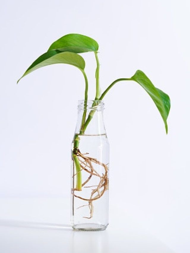 घर में रखा मनी प्लांट नहीं बढ़ रहा? जानें देखभाल करने का सही तरीका