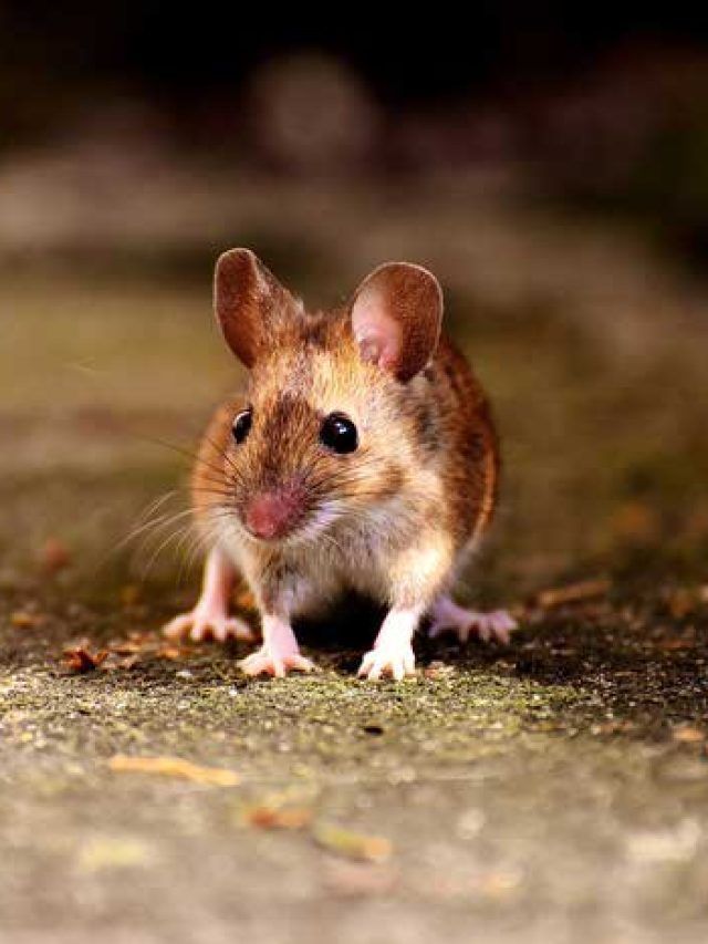 বাড়িজুড়ে ইঁদুরের তাণ্ডব? শুভ নাকি অশুভ জেনে নিন