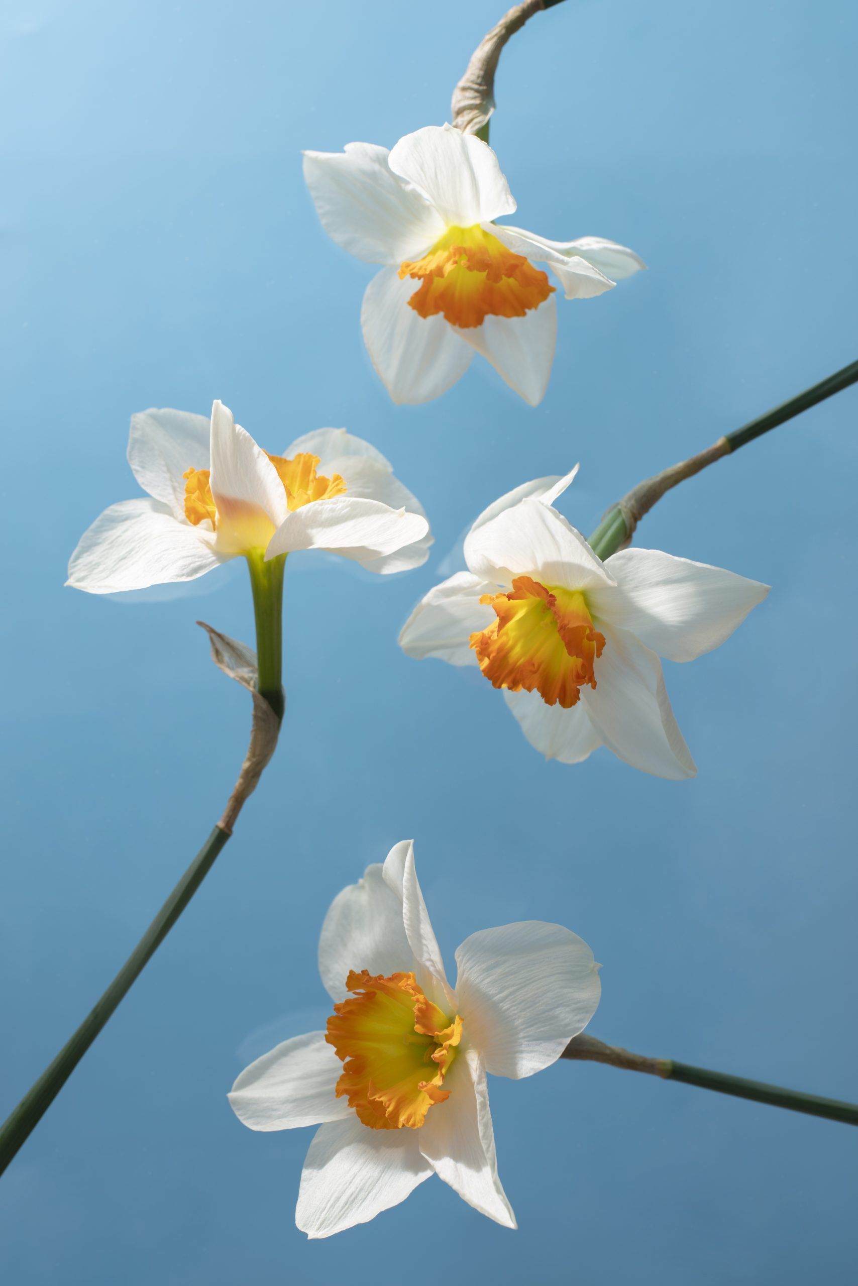 daffodil flower sky