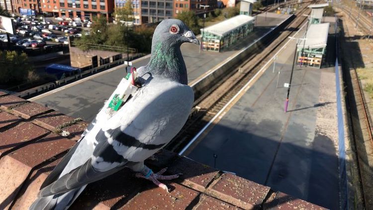 homing pigeon climate data research 2