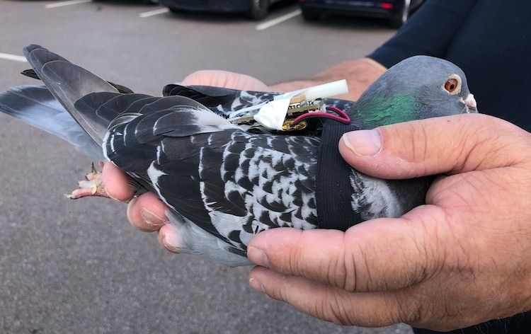 homing pigeon climate data research 3