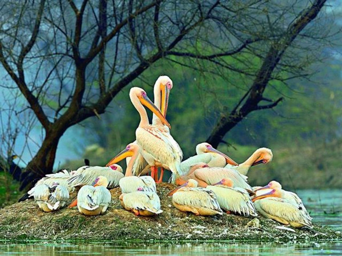 World's largest bird sanctuaries one must visit