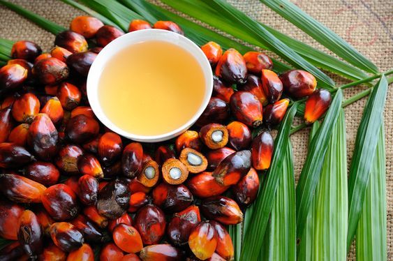 इस राज्य में पाम ऑयल की खेती को बढ़ावा, जानें प्लान - Promotion of palm oil  cultivation in tripura