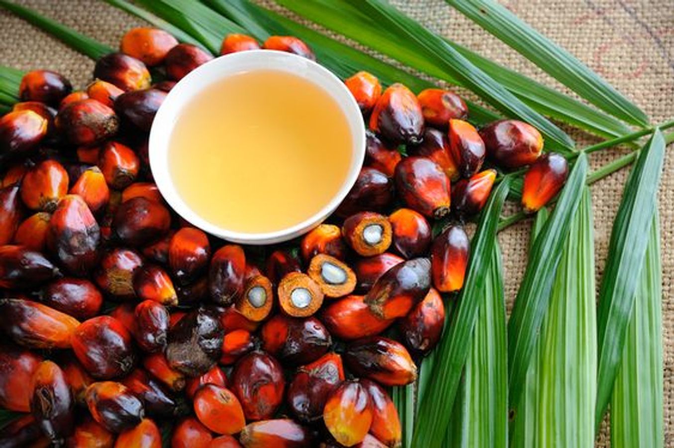 इस राज्य में पाम ऑयल की खेती को बढ़ावा, जानें प्लान - Promotion of palm oil cultivation in tripura