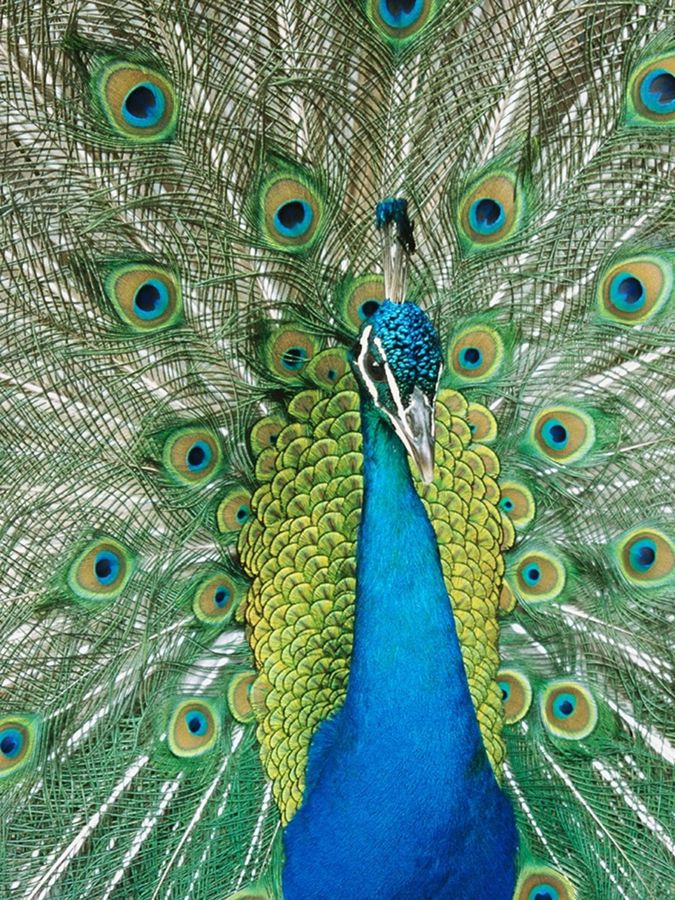Ten Beautiful Species of Peacocks in the World