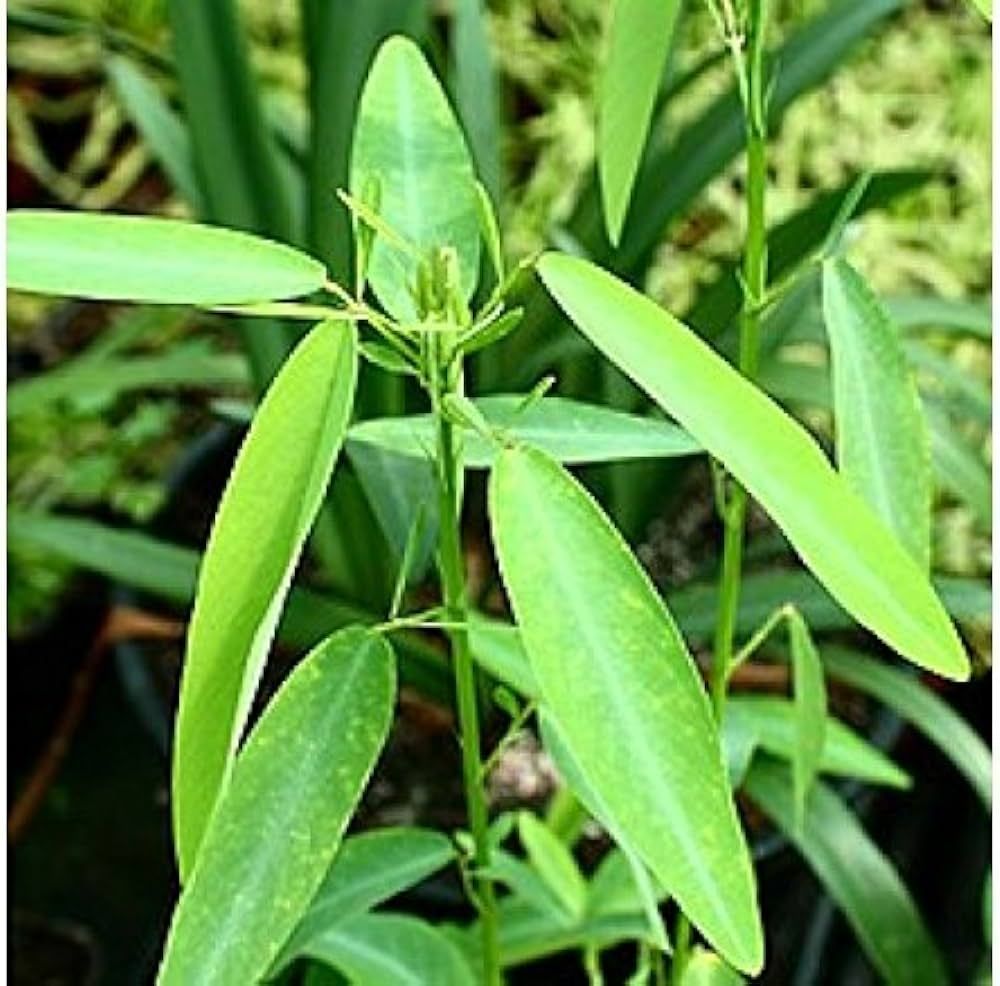 In tune with dancing plant: Facts about Asian shrub