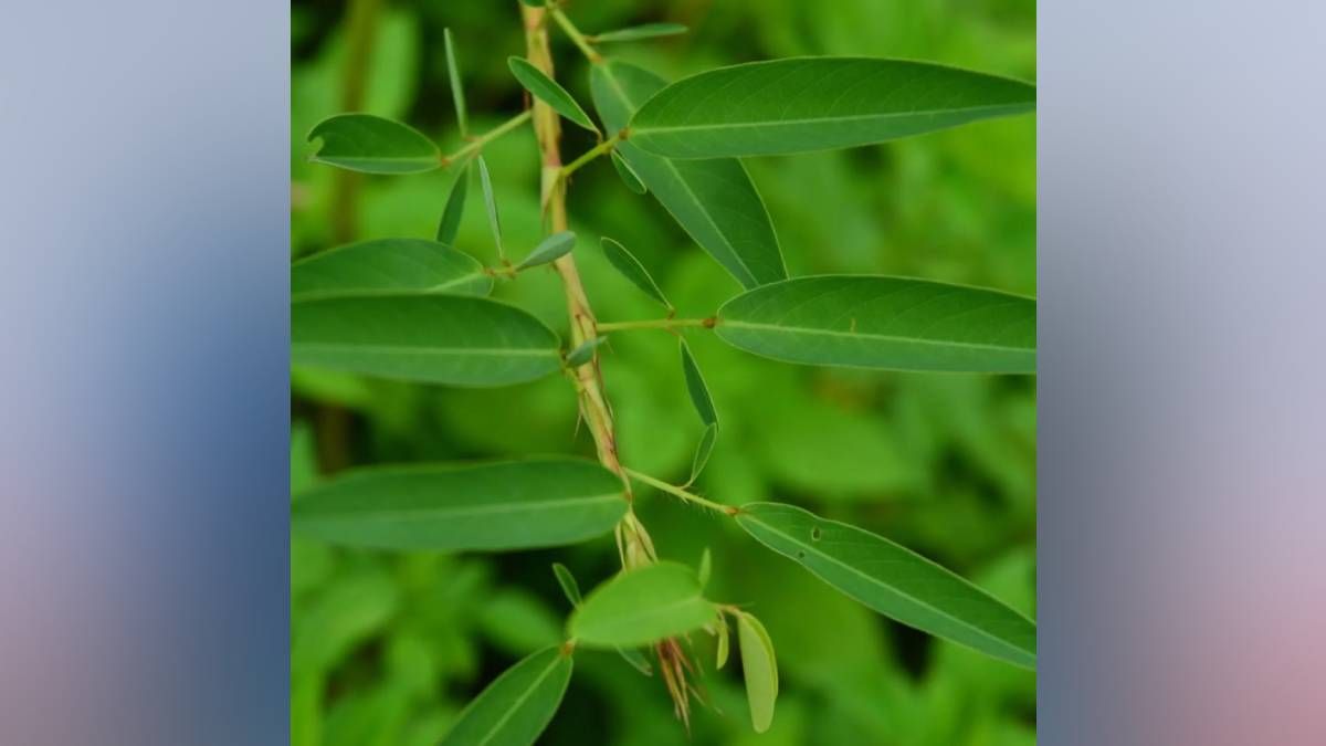 In tune with dancing plant: Facts about Asian shrub
