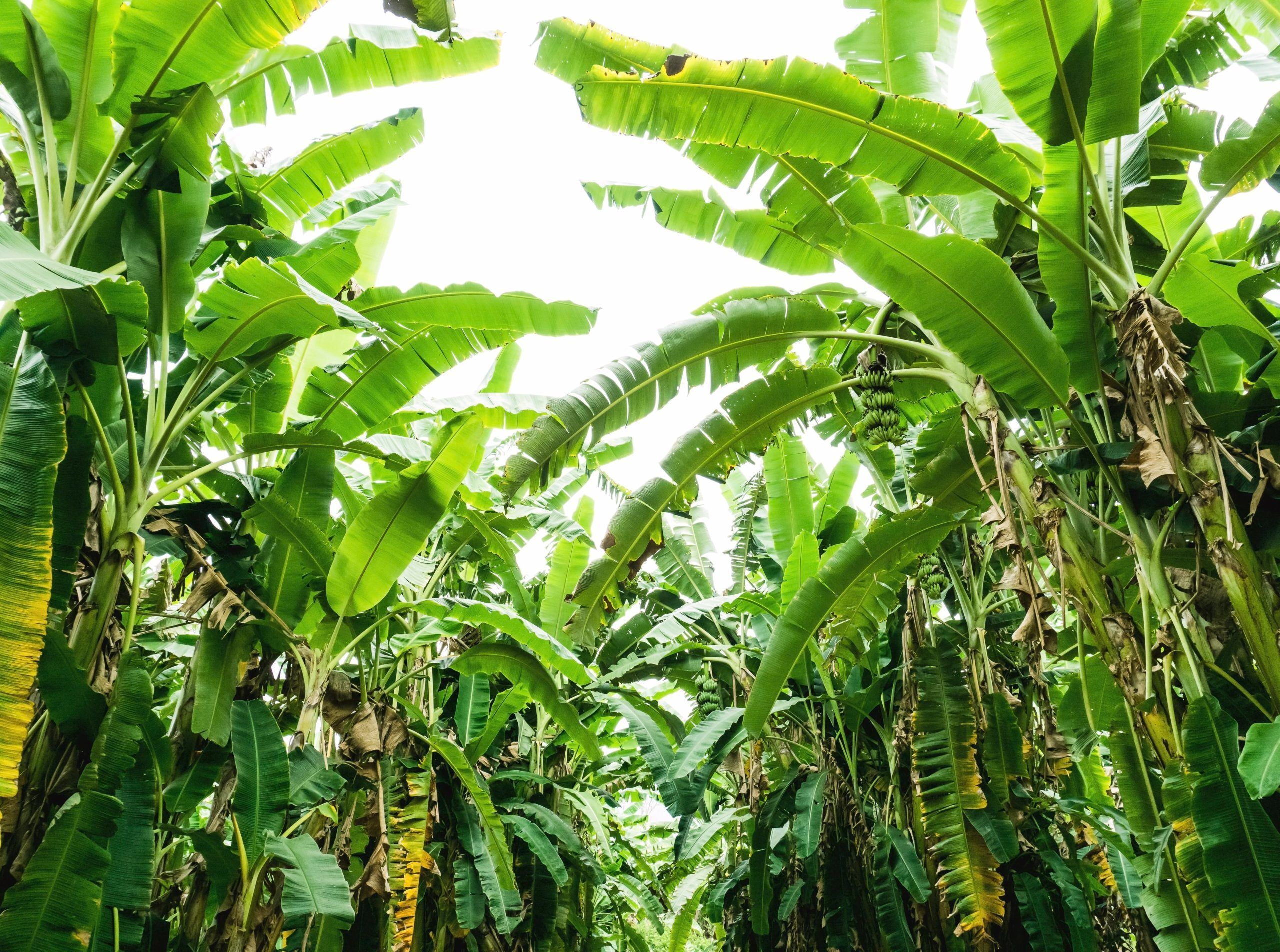Peat'S Color: The Key To Unlocking Nature'S Secrets! - h24xr73