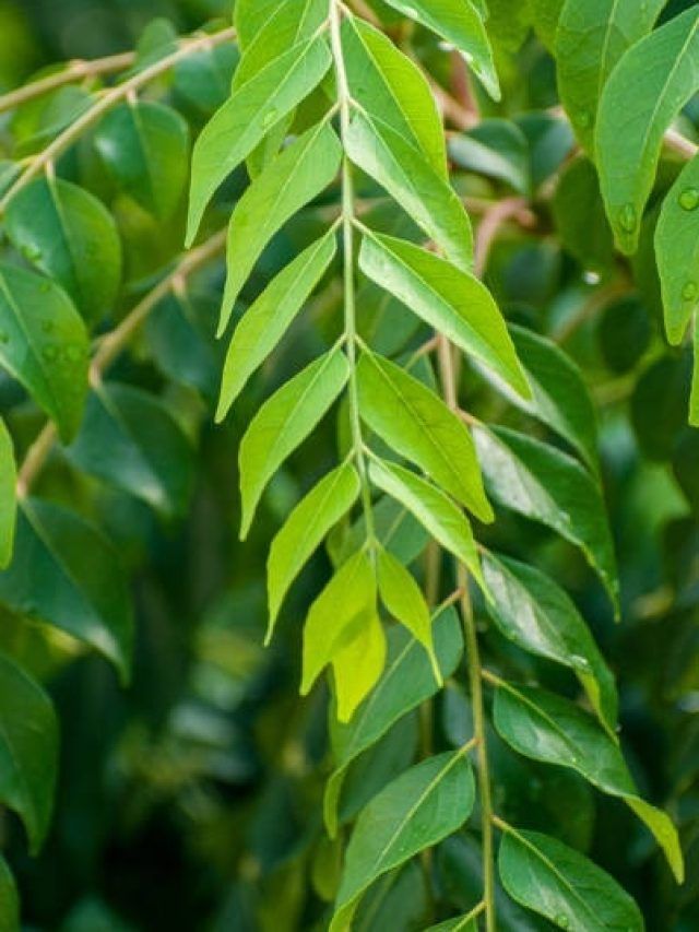 सुबह बासी मुंह चबा लें 5-6 करी पत्ते, गल जाएगी शरीर के एक-एक हिस्से की चर्बी