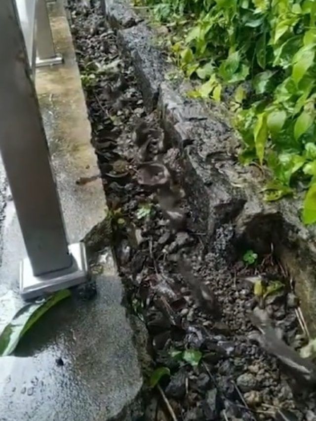 OMG! जमीन पर चलने लगी मछलियां, लाइन से टहलती दिखीं तो हैरान हुए लोग, VIDEO