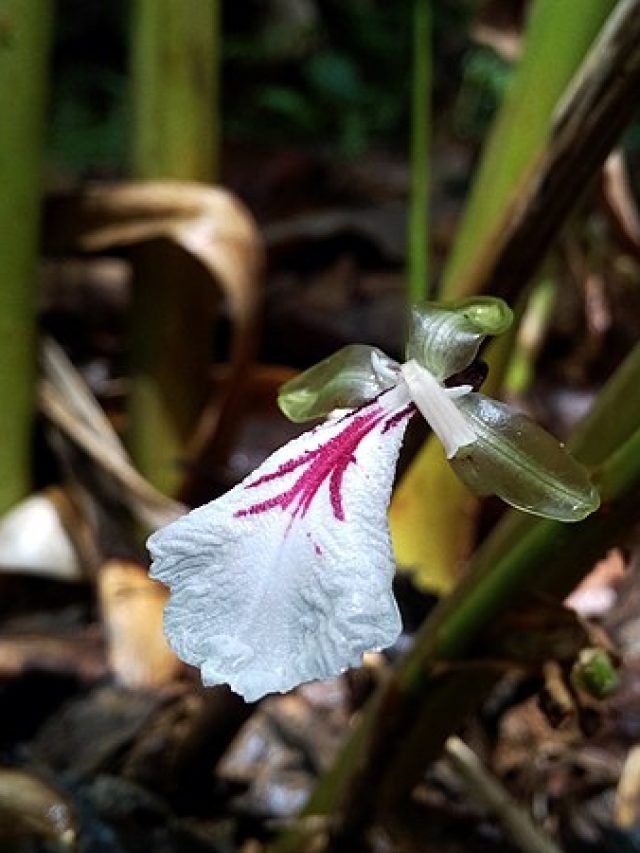 घर पर कैसे उगा सकते हैं इलायची, यहां जानें सबसे आसान तरीका