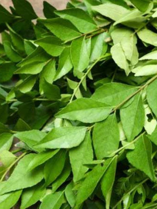 বাড়িতে কারিপাতা গাছ আছে? বাস্তু মতে শুভ কিনা জানুন