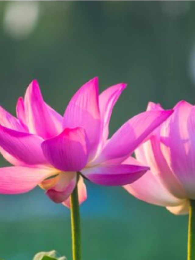 टब में कमल का फूल उगाकर घर में लाएं रौनक, इन स्टेप्स को करें फॉलो