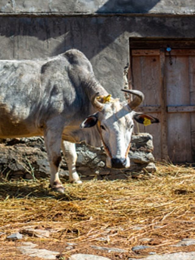 5500 रुपये किलो बिकता है इस गाय का घी, दूध की खासियत जान रह जाएंगे हैरान