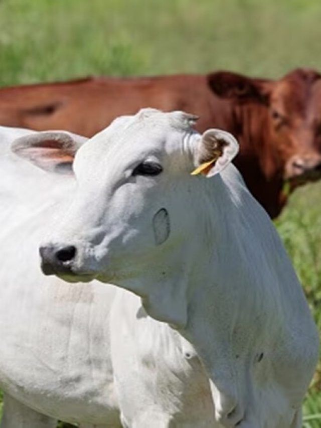 गाय-भैंस में दिखने वाले ये लक्षण खतरे के संकेत, तुरंत पशु चिकित्सक से करें संपर्क