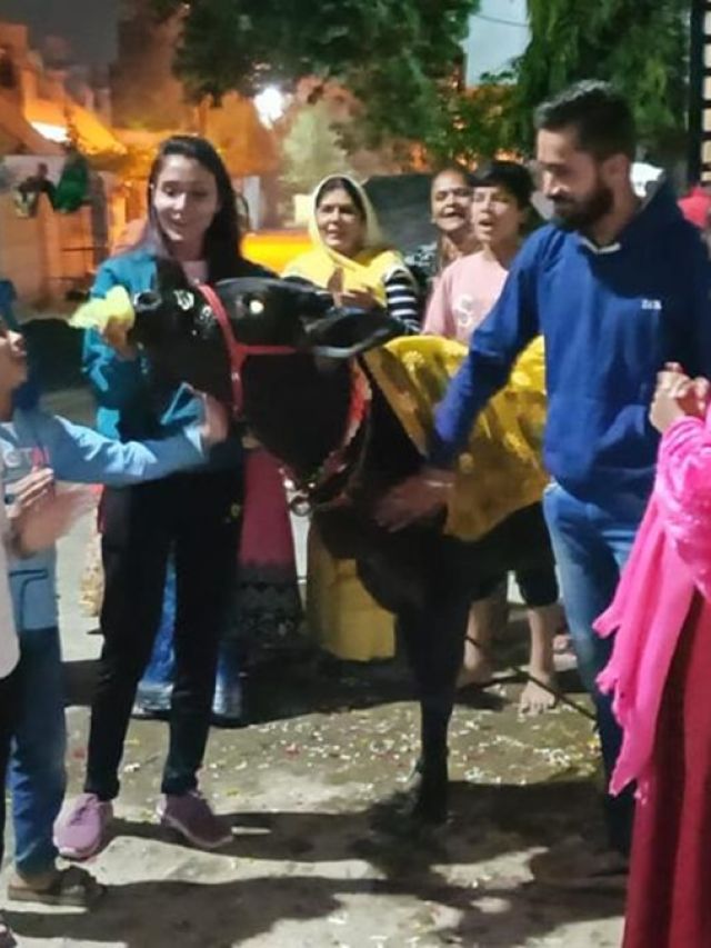 केक काटा,खुशियां मनाई, यहां देखें इस खास गाय के जन्मदिन की अजब-गजब तस्वीरें