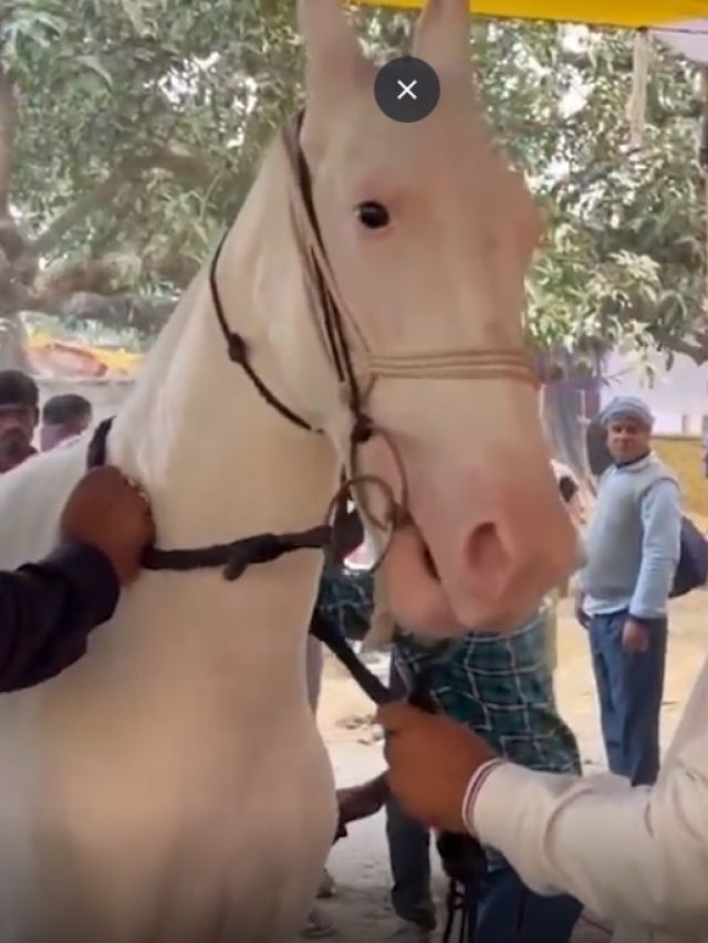 इस घोड़े की कीमत 10 लाख रुपये, रोज पीता है 4 लीटर दूध, खाता है ड्राई फ्रूट्स