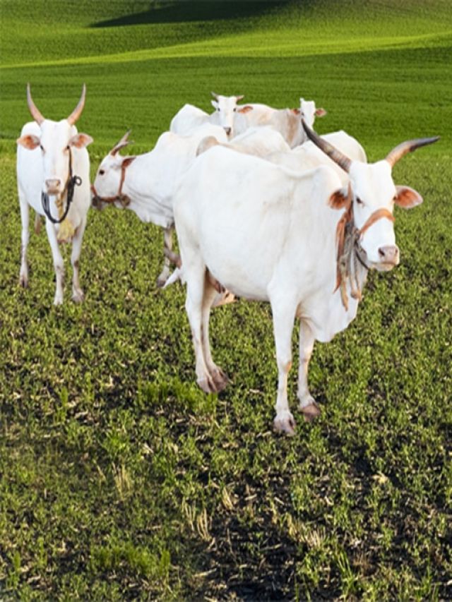 350 किलो वजन, 600 लीटर तक दूध, जानिए इस सफेद गाय की खासियत