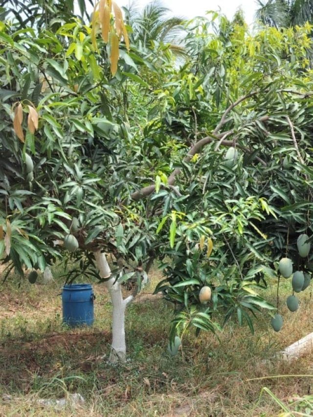 आम के बगीचे को बर्बाद कर देगा ये परजीवी पौधा, समय रहते करें उपाय