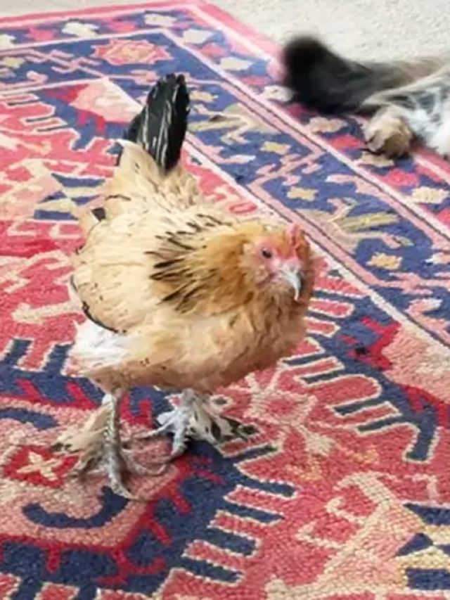 ये है दुनिया की सबसे बुजुर्ग मुर्गी, कुत्ते-बिल्लियों के साथ बिताती है पूरा दिन