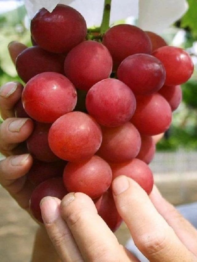 9 लाख रुपये के अंगूर! जानें क्यों बिकते हैं इतने महंगे
