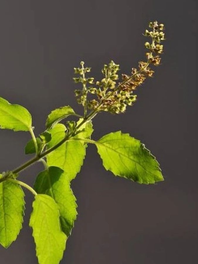 Tuladagi gey hojatxonasi Tuladagi gey hojatxonasi