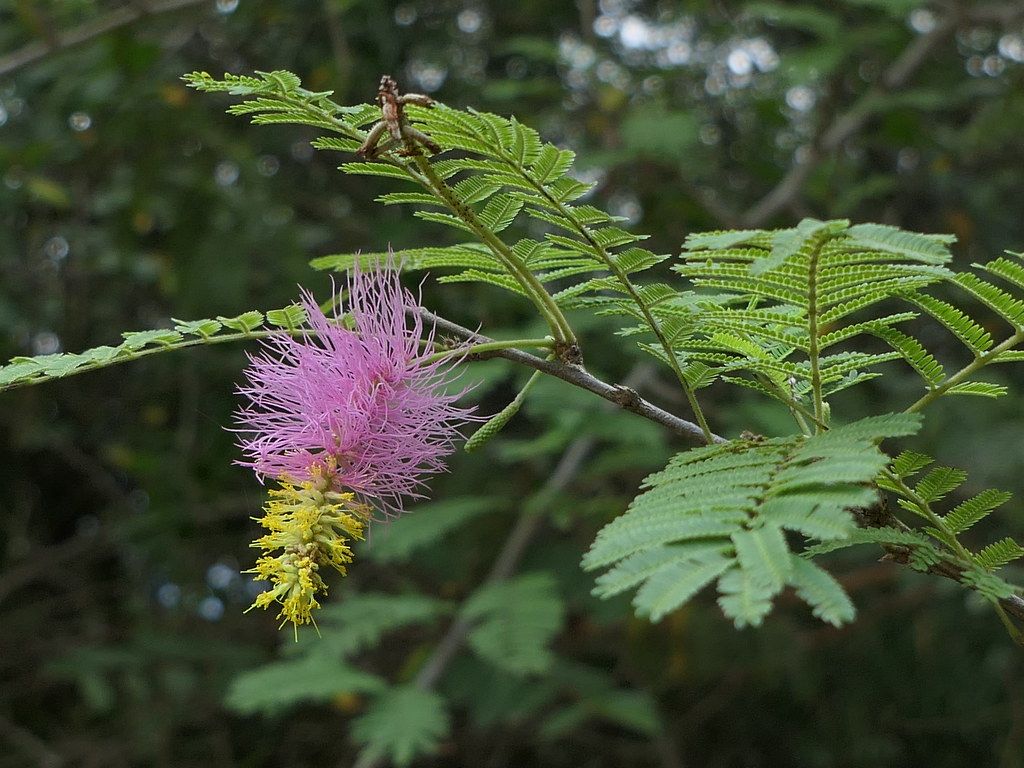 Shami Plant 2