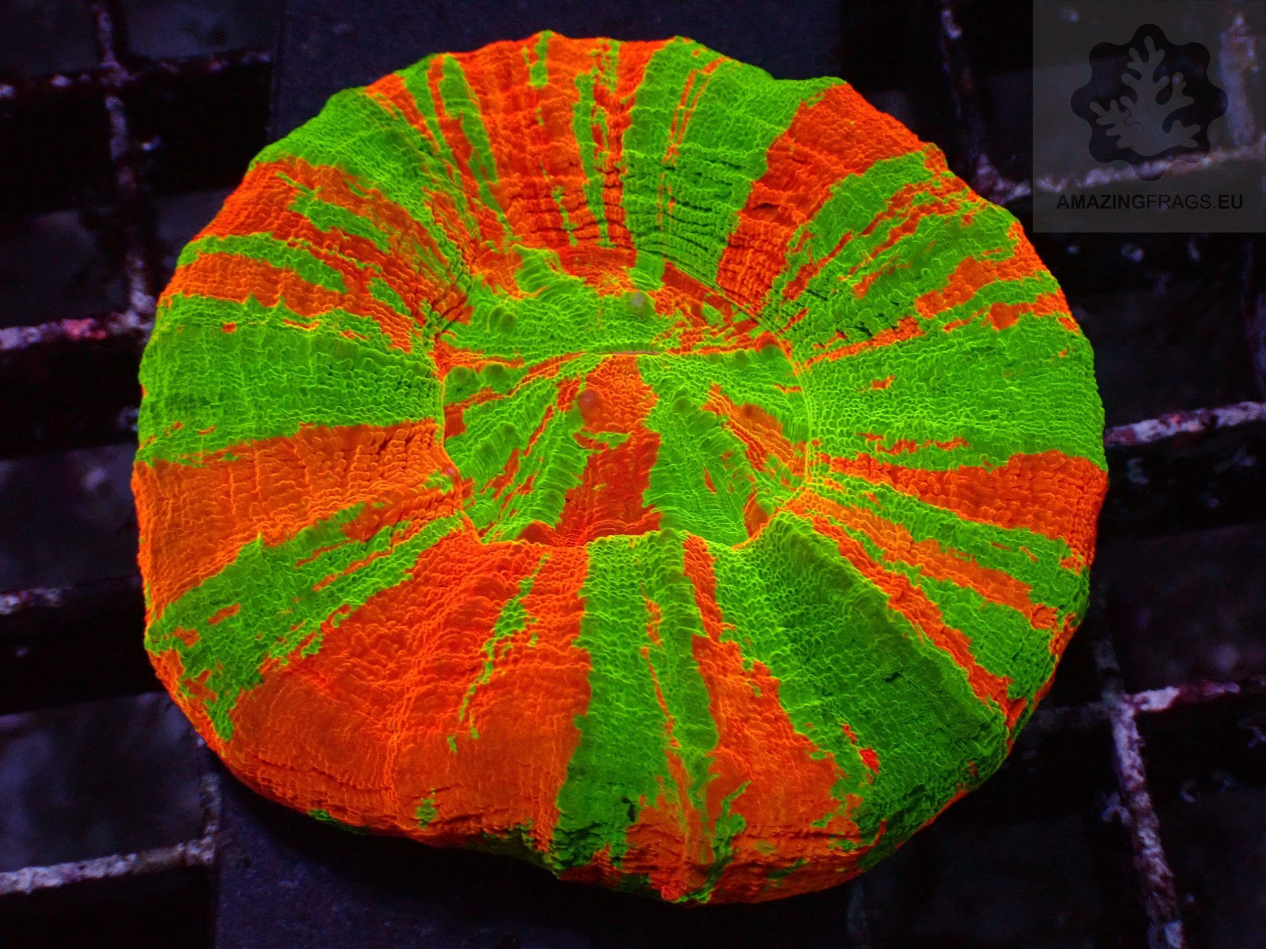 Most Expensive Corals on Earth