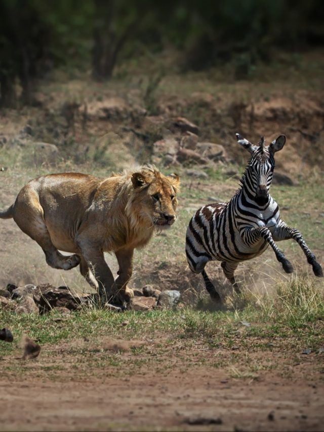 Tiny Ants are protecting Zebras from Lions in East Africa