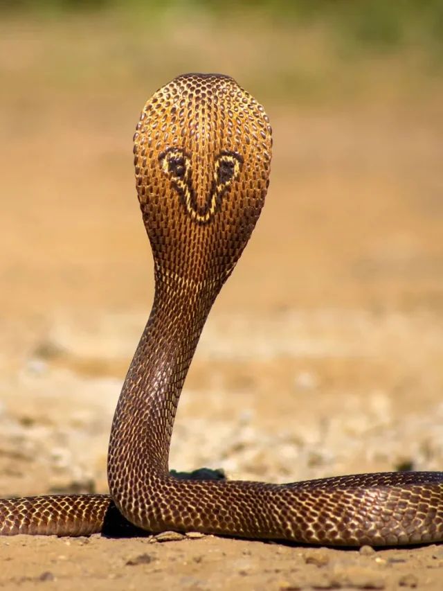 এই বীজের কয়েক দানা ছড়িয়ে রাখুন বাড়ির চারপাশে, সাপ তাড়ানোর মোক্ষম দাওয়াই