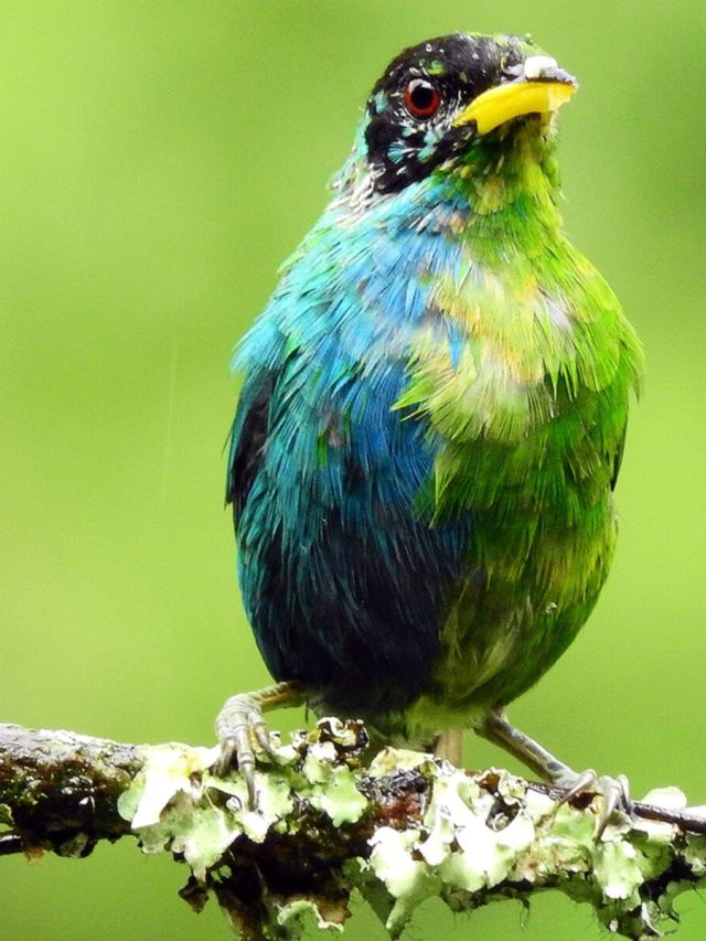 Half-male, half-female bird found in Colombia! See more in pics