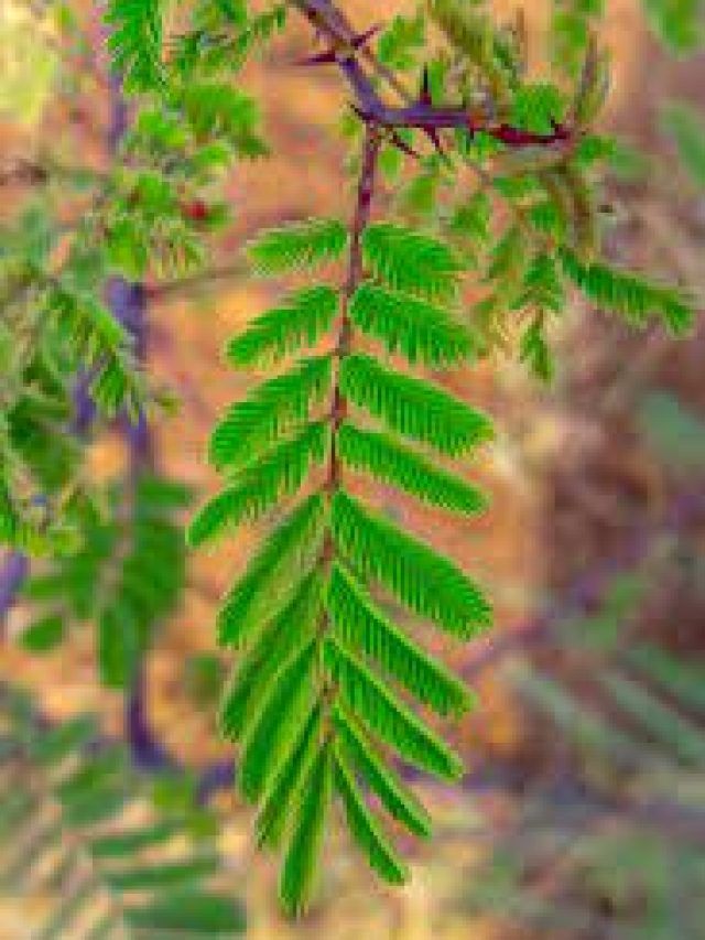 दूर गए पैसे को भी खींच लाते हैं ये 5 पौधे, घर में जरूर लगाएं