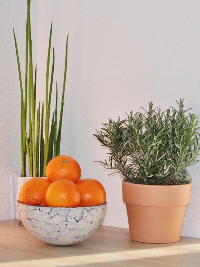 रसाई घर में रख दें ये दो चमत्कारी पौधे, हमेशा रहेंगे मालामाल