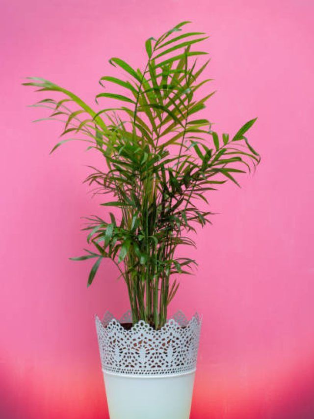 এই ৬ শুভ গাছ বাড়িতে লাগান, মা লক্ষ্মী বাঁধা থাকবে