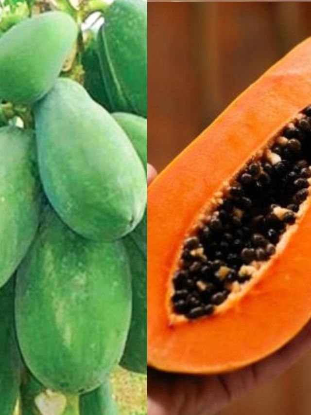 পাকা না কাঁচা, অম্বল দূরে রাখতে কোন পেঁপে খাওয়া বেশি উপকারী?