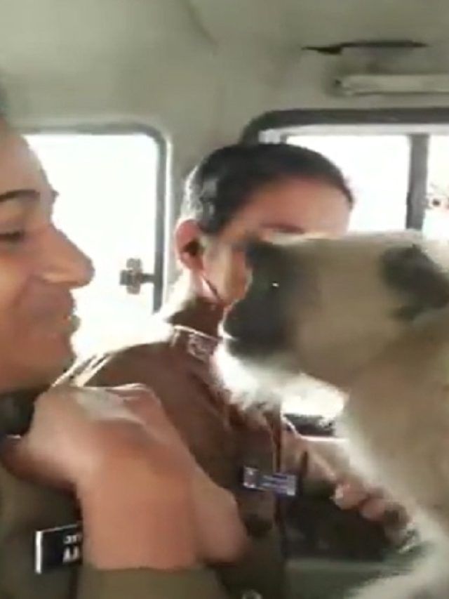 VIDEO: लंगूर ने महिला सिपाहियों के साथ की छेड़खानी, पुलिस वैन में घुसा और फिर...