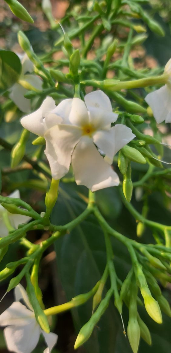 Mogra plants