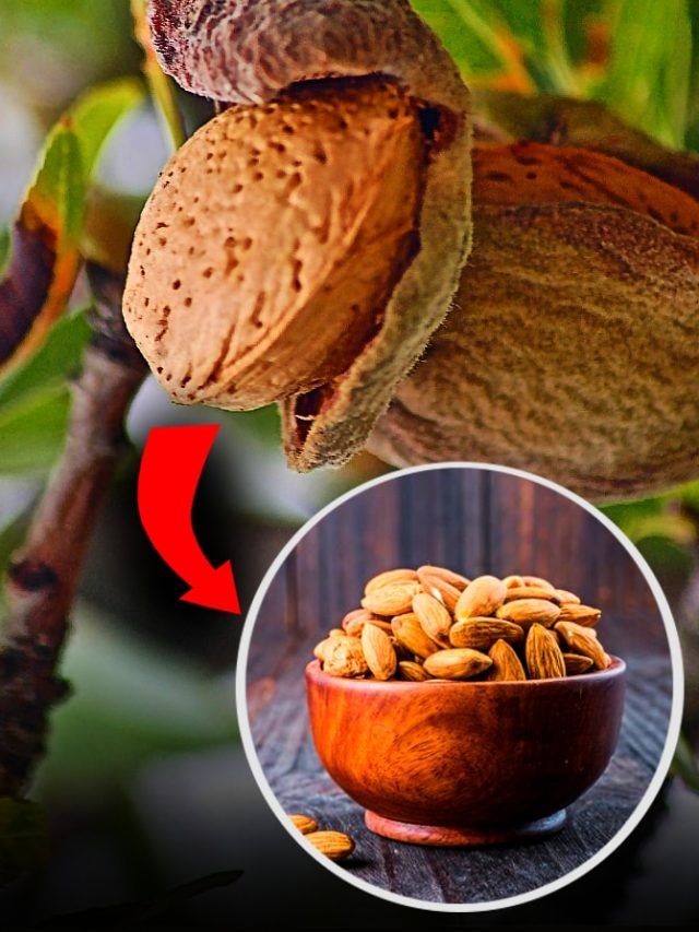 बादाम कैसे बनता है? Video में देखें फैक्ट्री में कैसे बनता है ये महंगा ड्राईफ्रूट
