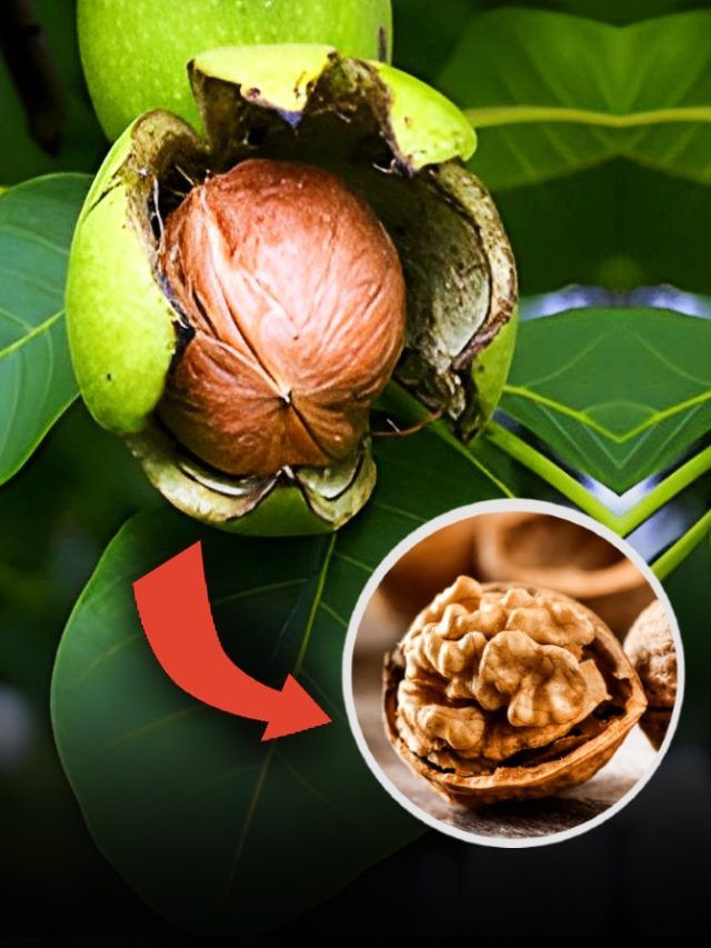 अखरोट कैसे बनता है? Video देखकर चौंक जाएंगे