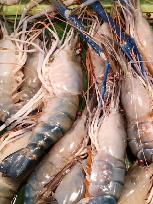 চিংড়ি টাটকা বুঝবেন কী করে? মাছওয়ালার টিপস