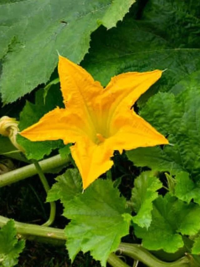 যৌবন ফুটবে-বুড়ো হলেও থাকবে গায়ের জোর, শুধু খান এই ফুলের বড়া